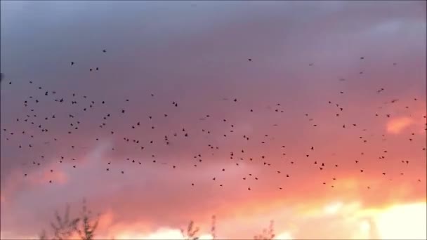 安达卢西亚农村的雏鸟在金色的晨云中飞翔 — 图库视频影像
