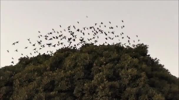 Stádo Špačků Opouští Své Noclehárny Velkém Stromě Andaluské Vesnici — Stock video