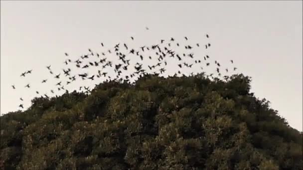 Troupeau Étourneaux Quittant Leur Gîte Nuit Dans Grand Arbre Dans — Video