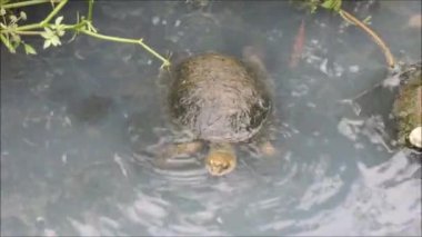 Endülüs kırsalında sığ atık su akıntısında kaplumbağa