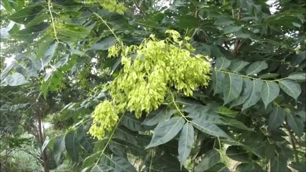 Closeup Seed Cluster Early Morning Sunshine Andalusian Countryside — Stock Video