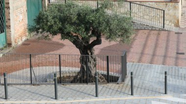 Endülüs köyündeki demir çitlerin arkasındaki yaşlı zeytin ağacı.