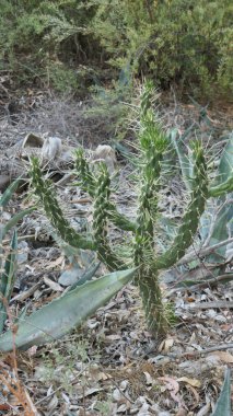 Endülüs kırsalında uzun iğneli Cholla kaktüslerinin taze yeşil filizleri