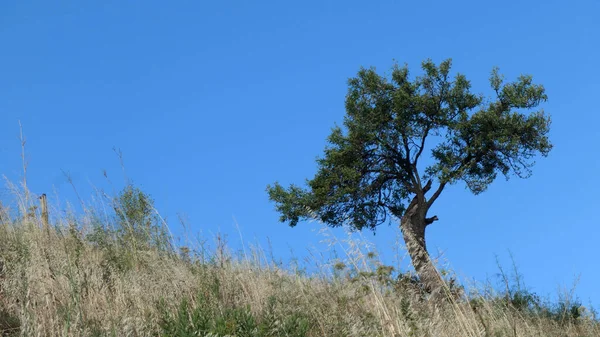 Tree Field Wild Flowers Cloudless Blue Sky Andalusia — Zdjęcie stockowe