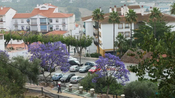 5月底在西班牙Andalusia的Alora村种植Jacaranda树 — 图库照片