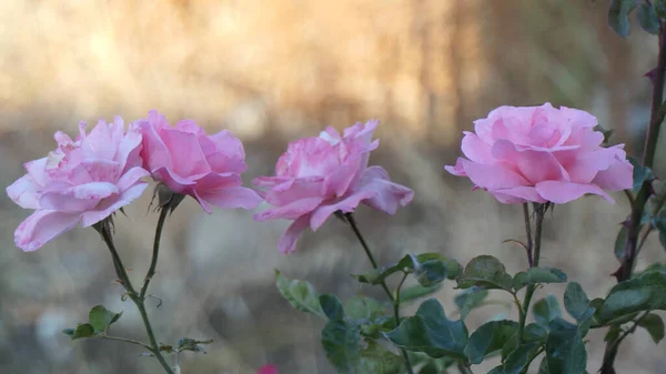 Pastelowy Różowy Róż Rozkwicie Rozproszonym Tle — Zdjęcie stockowe