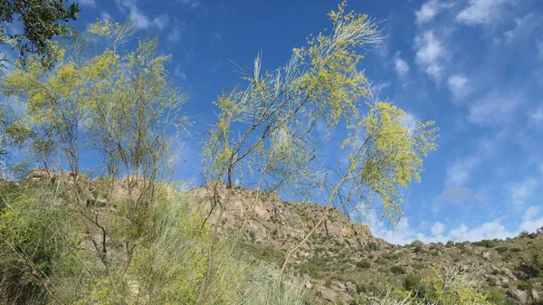 Large Spindly Spanish Broom Shrub Countryside Andalusia — Stockfoto