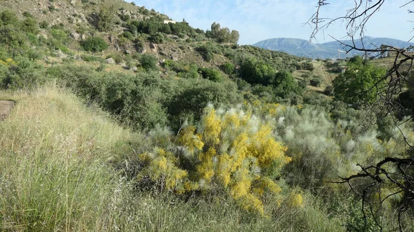 Large Spindly Spanish Broom Shrub Countryside Andalusia — Φωτογραφία Αρχείου