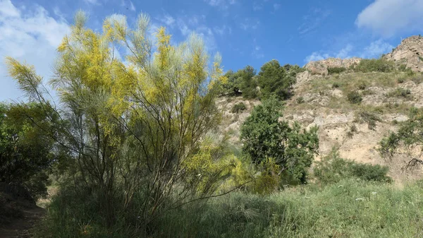 Large Spindly Spanish Broom Shrub Countryside Andalusia — Φωτογραφία Αρχείου