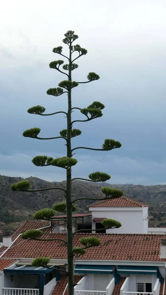 Flor Agave Alta Contra Cielo Azul Mañana Campo Andaluz —  Fotos de Stock