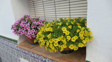 Endülüs köyünde güvenlik parmaklığı olmayan pencere eşiğindeki narin kokulu bitkiler.