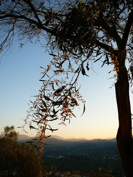 Acacia dealbata (Mimosa, Silver Wattle) — Zdjęcie stockowe