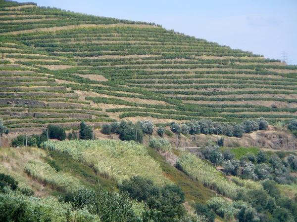 Vigneto a terrazze in Portogallo — Foto Stock