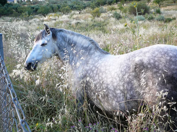 Grijze paard — Stockfoto