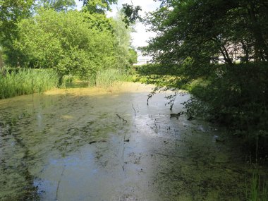 Kapalı duckweed Gölü