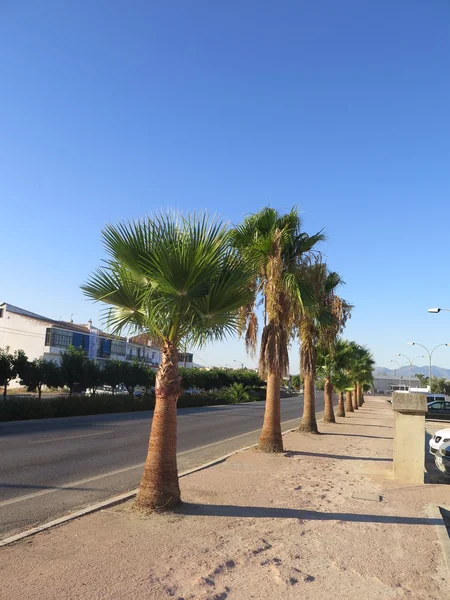 Avenida de palmeras —  Fotos de Stock