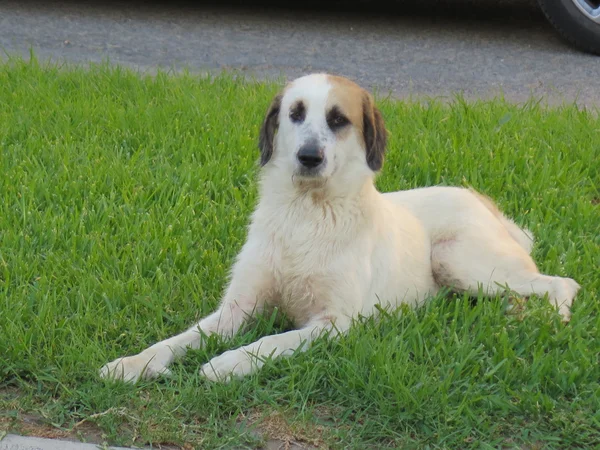 Chien dans l'herbe — Photo