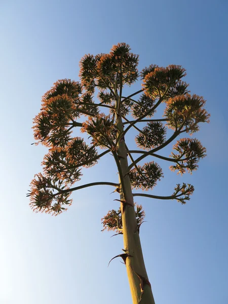 용 설 란 꽃 — 스톡 사진
