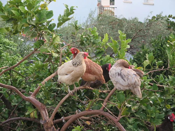 Hens in Tree — Stock Photo, Image