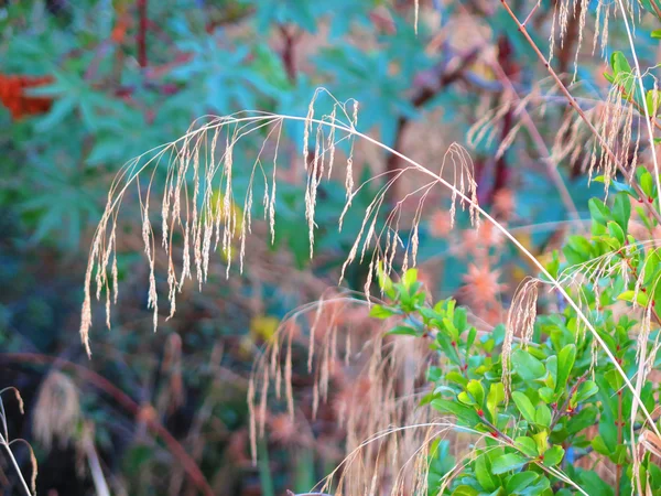 Grass — Stock Photo, Image