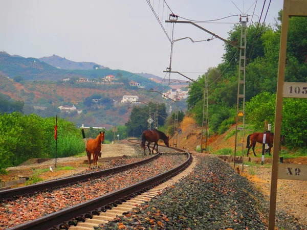 Horses on Railway track — Stock Photo, Image