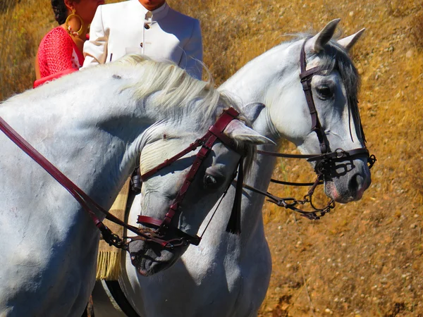 Білий кінь глав — стокове фото