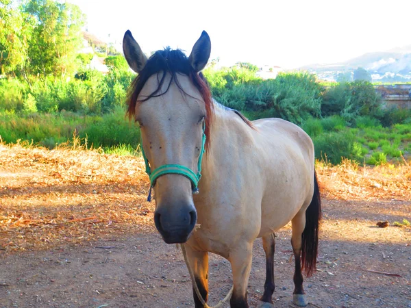 Aangebonden paard — Stockfoto