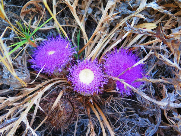 Flor de cardo azul — Fotografia de Stock