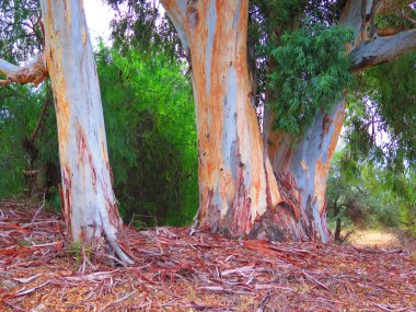 Okaliptüs gövdeleri
