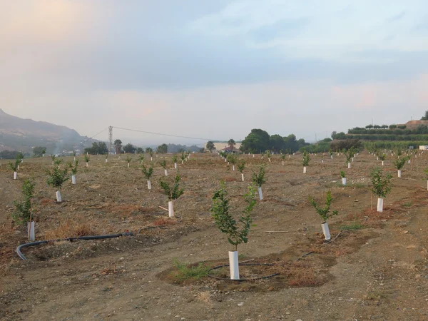 Genç portakal ağaçları — Stok fotoğraf