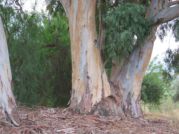 Eucalyptus stammar — Stockfoto