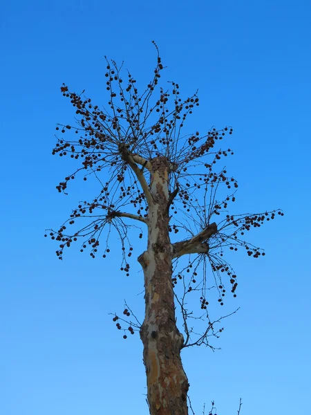 Árbol al amanecer —  Fotos de Stock