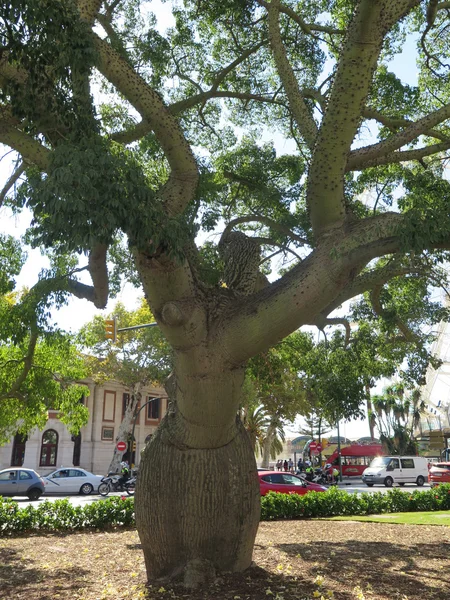 The floss silk tree (Ceiba chodatii)