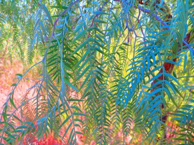 Yanlış biber ağacı