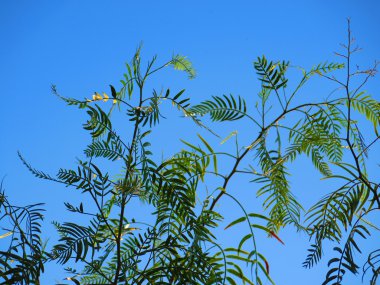 Yanlış biber ağacı