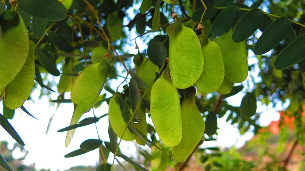 El tipu sudamericano (Tipuana tipu ). —  Fotos de Stock