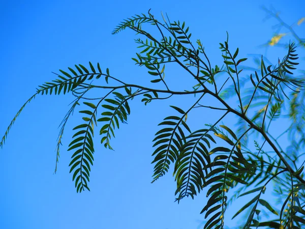 False 고추 나무 — 스톡 사진