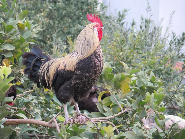 Cockerel in Lemon Tree — Stock Photo, Image