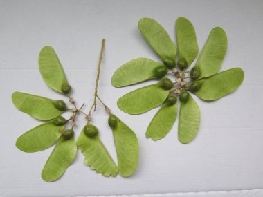 Tipu ağacının seedpods