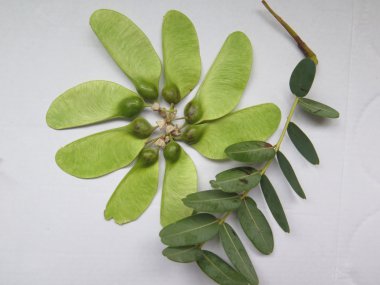 Tipu ağacının seedpods