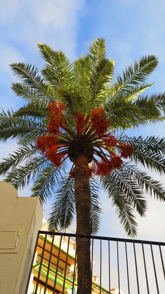 Dadelpalm met rijp fruit — Stockfoto