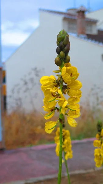 Spirande gul blomma — Stockfoto