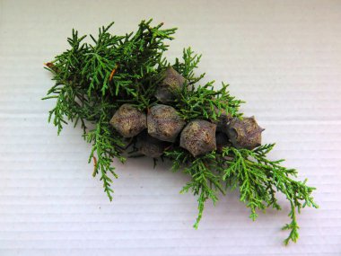 Küçük çam dal koniler ile