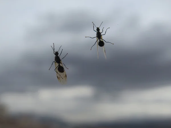 Létající mravenci na okno — Stock fotografie