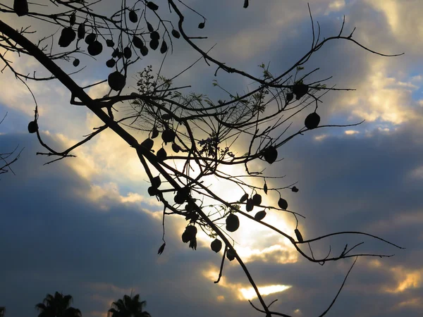 흐린 하늘에 대 한 아카시아 나무 — 스톡 사진