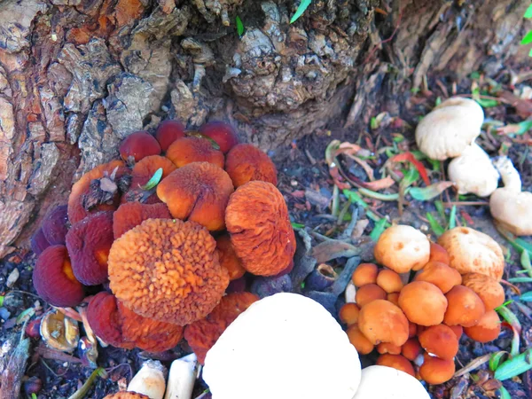 Clump of mushrooms — Stock Photo, Image