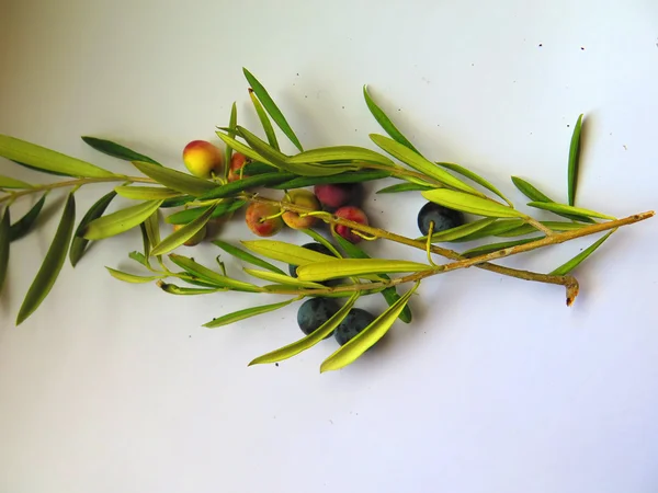 Olives on branch — Stock Photo, Image
