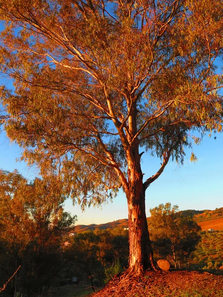 Eukaliptusz-fa napsütésben — Stock Fotó