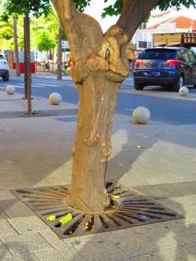 Boğumlu portakal ağacı
