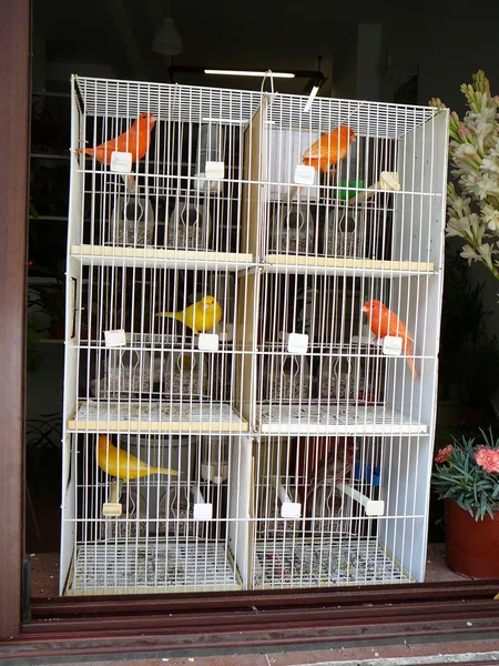 Cage à oiseaux à plusieurs étages — Photo